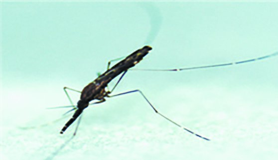 말라리아 매개 모기인 얼룩날개모기. 중앙포토