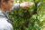 헬릭소 직원 파비안 야코비씨가 지난달 19일 독일의 겨우살이 식물인 미슬토를 보여주고 있다. 사진 헬릭소