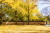 노란 빛 가을 풍경으로 유명한 보령 청라 은행마을. 100살을 넘긴 은행나무가 신경섭가옥 주변을 감싸고 있다. 지난 2일의 풍경이다. 