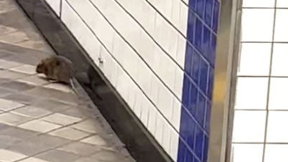 지하철 승객 놀래킨 '꼬리 긴 동물'…구멍으로 들락날락 반복