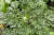 한라산 구절초의 잎은 백두산의 바위구절초에 비해 키가 크다.