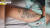 A군에 의해 중학생 B군 몸에 새겨진 잉어 문신. 사진 YTN보도 캡처