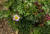 백두산 바위구절초와 같은 잎 생김새의 통일구절초. 잎의 키가 작고 바닥에 닿아 있기도 하다.