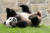 지난 9월 28일 자이언트 판다 샤오치지가 미국 스미소니언 국립동물원에서 풀밭을 뒹굴고 있다. 샤오치지는 임대 계약이 종료됨에 따라 지난 8일 미국으로 반환됐다. AP=연합뉴스