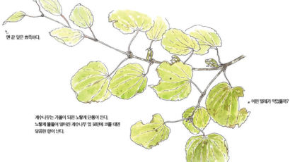 [소년중앙] 달엔 없죠, 둥근 하트형 잎의 노란 솜사탕 나무