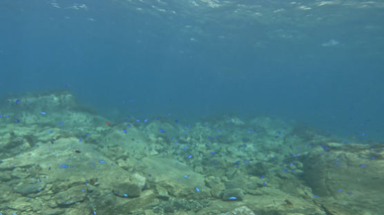 열대 바다 된 동해…열대어종 파랑돔 2년 만에 10배 늘었다