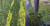 은행나무 잎이 노랗게 물들지 못한 채 우수수 떨어져 있는 모습. 사진 박진희 배우 인스타그램, 지현영 녹색전환연구소 변호사 페이스북 캡처