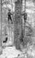 1898년경 캐나다 브리티시 컬럼비아 주 메이블 호수 주변에서 나무꾼들이 가로톱을 들고 스프링보드 위에 서 있는 모습. ⓒ Courtesy of Enderby & District Museum & Archives