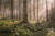 미송 어머니 나무. 캐나다 브리티시 컬럼비아 연안 우림에서 1세기를 산 나무다. ⓒ Bill Heath