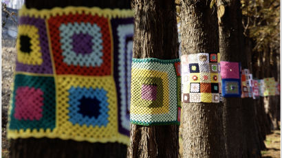 털실 뜨개옷 입은 메타세쿼이아 나무들…마음이 따뜻해지네[조용철의 마음풍경]