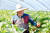 지난 21일 충남 논산 농가에서 박형규 논산킹스베리 연합회장이 딸기를 수확하고 있다. 시원한 온도에서 따야 신선함이 오래가기 때문에 오전 3시부터 수확이 진행된다. 사진 홈플러스 