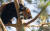 서울대공원은 미국동물원수족관협회 종보전프로그램에 따라 캐나다 캘거리동물원에서도 수컷 레서판다 1마리를 들여왔다. [사진 캐나다 캘거리동물원]