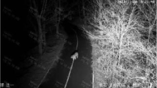 백두산 호랑이 이어 표범 나타났다…中옌볜 &#39;이례적 장면&#39; 무슨 일