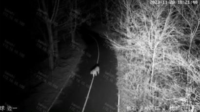 백두산 호랑이 이어 표범 나타났다…中옌볜 '이례적 장면' 무슨 일
