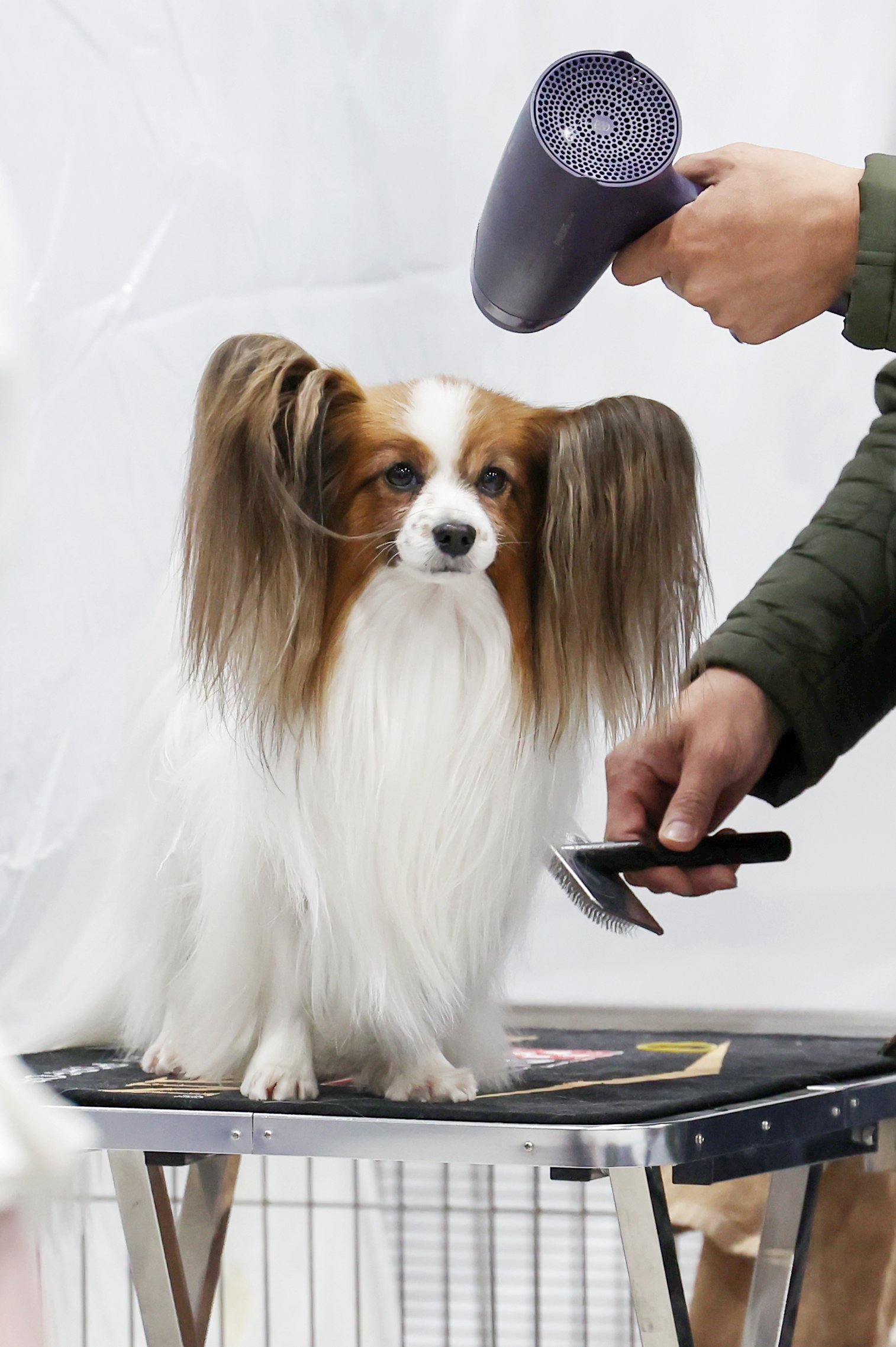 3일 서울 서초구 aT센터에서 열린 '2023 코리아 프리미어 도그쇼'에 출전한 강아지가 심사를 앞두고 몸을 단장하고 있다. 뉴스1