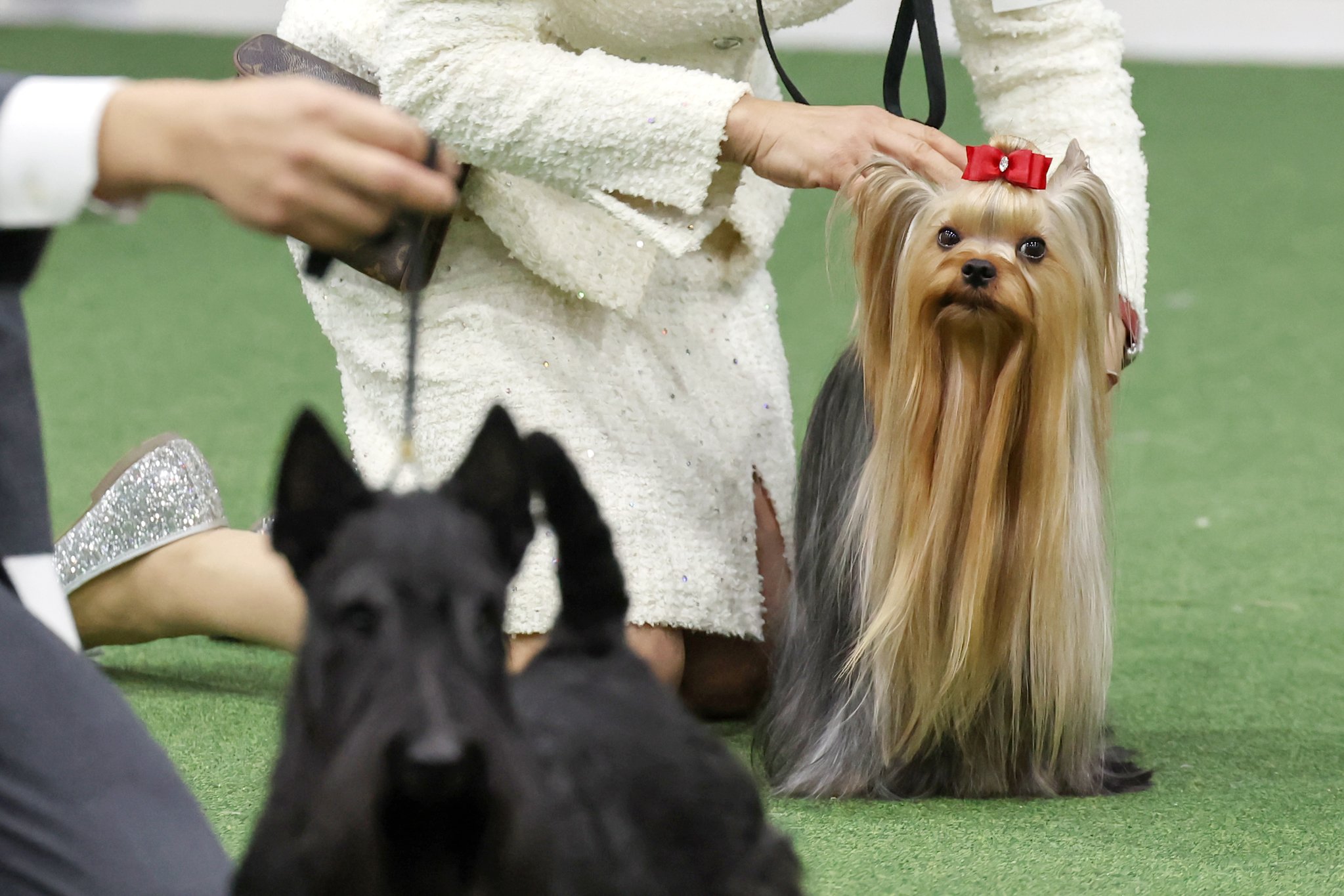 3일 서울 서초구 aT센터에서 열린 '2023 코리아 프리미어 도그쇼'에 출전한 강아지들이 심사를 대기하고 있다. 뉴스1