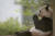 지난달 30일(현지시간) 영국 스코틀랜드 에든버러 동물원에서 자이언트 판다 양광이 자리에 앉아 댓잎을 먹고 있다. AP=연합뉴스
