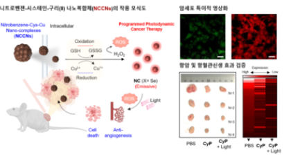 김도경 의과대학 교수 연구팀, 암 특이적 영상화와 항암 효과 가진 나노치료제 개발