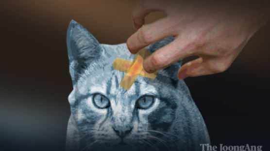 유기묘 카페 수상한 회사원…분양 받은 24마리 고양이 잔혹 살해