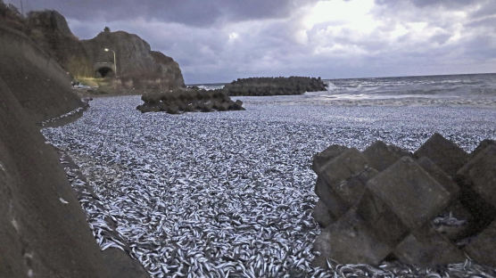 日 해안 덮은 물고기 사체에 中 발칵…"원인 불명, 먹지 말라" 