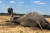 짐바브웨 국립공원에서 물부족으로 폐사한 코끼리. 로이터=연합뉴스