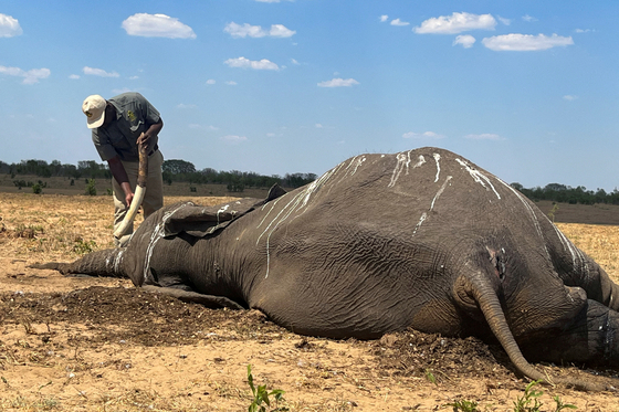 100마리 떼죽음 당했다…세계 2위 '코끼리 나라'서 벌어진 비극