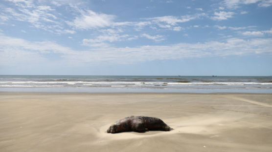 물개·바다사자 사체로 해안가 뒤덮였다…브라질 덮친 이 감염병