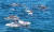 제주도가 멸종위기 국제보호종인 남방큰돌고래에 대해 2025년 법인격 부여를 추진키로 한 가운데 지난달 20일 서귀포시 대정읍 앞바다에서 남방큰돌고래 무리가 유영하고 있다. [연합뉴스]