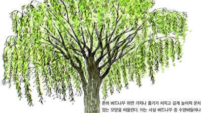 [소년중앙] 물가에 흔한 버드나무가 알려주는 지혜