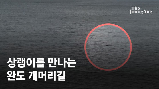 ‘웃는 고래’ 상괭이 보러 가자…완도 개머리길, 행운의 절벽