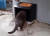 서초구청이 설치한 혹한기 길고양이를 위한 보온 물그릇. 사진 서초구청