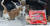 올 겨울 가장 혹독한 한파가 찾아온 21일 서울시 송파구의 한 근린공원. 길고양이 겨울집과 급식소를 청소하던 주민이 참치를 쓰다듬고 있다.(왼쪽) 또다른 주민이 핫팩을 겨울집에 넣고 있는 모습(오른쪽) 