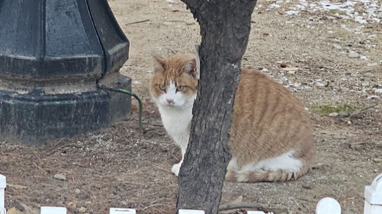 길고양이 돌봄 가이드라인 나왔다…“주차장·놀이터선 먹이주지 마세요”