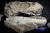 천연기념물센터에서 보존 처리 중인 중생대 백악기 육식 공룡 타르보사우루스(일명 T.바타르)의 머리뼈 화석. 2015년 국내 밀반입됐다 검찰에 적발된 몽골 공룡 화석의 일부다. 전민규 기자