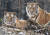 경기도 용인 에버랜드 동물원 사파리월드로 거처를 옮긴 한국 호랑이 부부 건곤(오른쪽)과 태호. 건곤이의 출산과 육아로 떨어져 지내던 이들은 사파리월드로 오면서 다시 한 집 생활을 하고 있다. 에버랜드