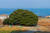 남해 창선도 왕후박나무. 1982년 천연기념물로 지정됐다. 나이는 대략 500년으로, 일명 '이순신나무'로 불린다. 