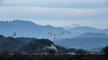 주남저수지 안 찾는 재두루미…이상기후 탓? 잠자리 탓?