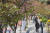 서울 여의도 벚꽃축제 마지막 날인 지난해 4월 9일 오전 서울 영등포구 윤중로 일대 벚나무에 푸른 잎사귀가 돋아나고 있다. 연합뉴스