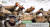 최근 중랑천의 관내 용비교 쉼터 인근에서 원앙 200여마리가 발견됐다. 사진 성동구청 유튜브 캡처