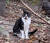 부동액을 먹고 사망한 길고양이 '등오'의 생전 모습. [카라 인스타그램]