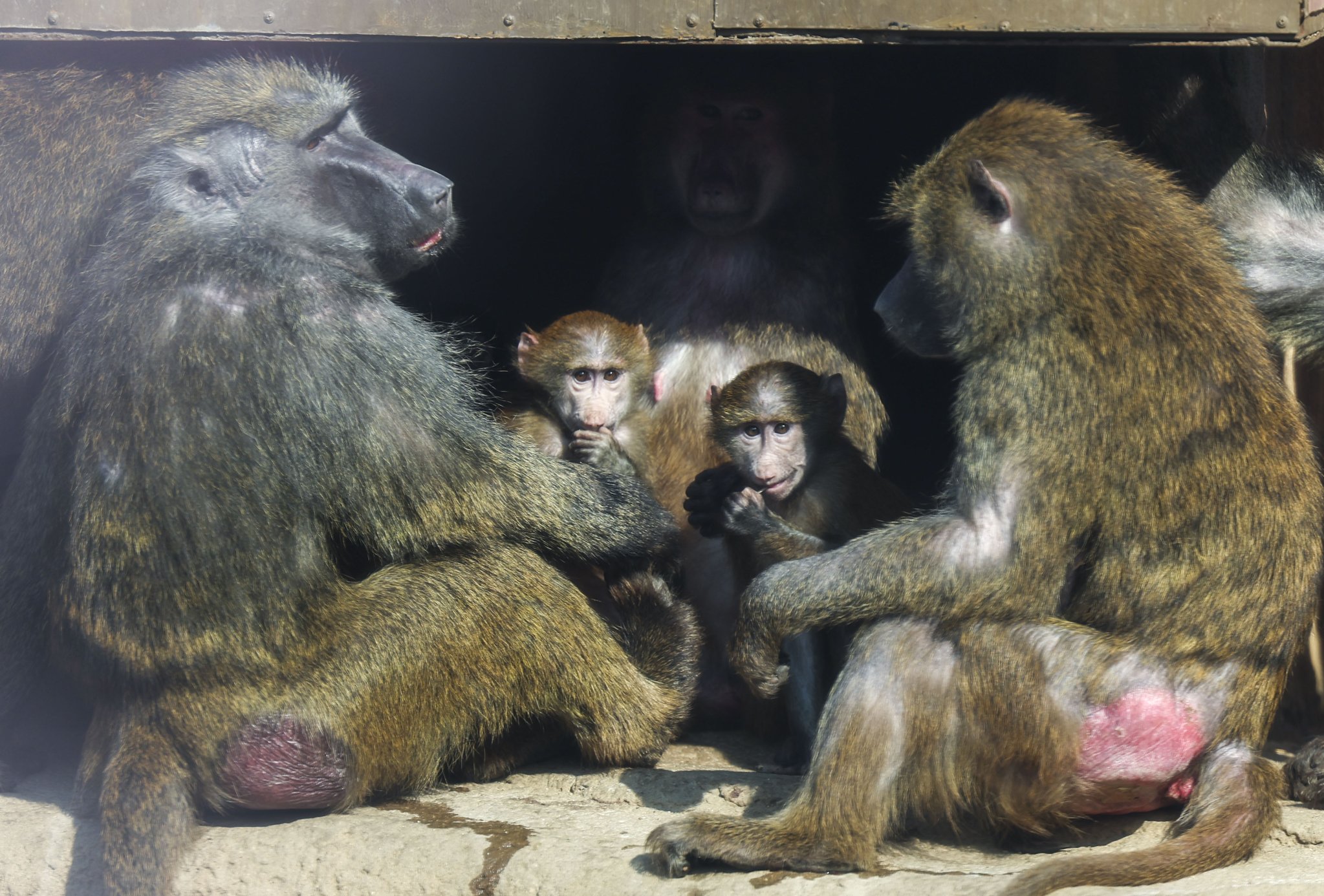 29일 경기 과천시 서울대공원 유인원관에서 원숭이들이 휴식을 취하고 있다. 뉴시스