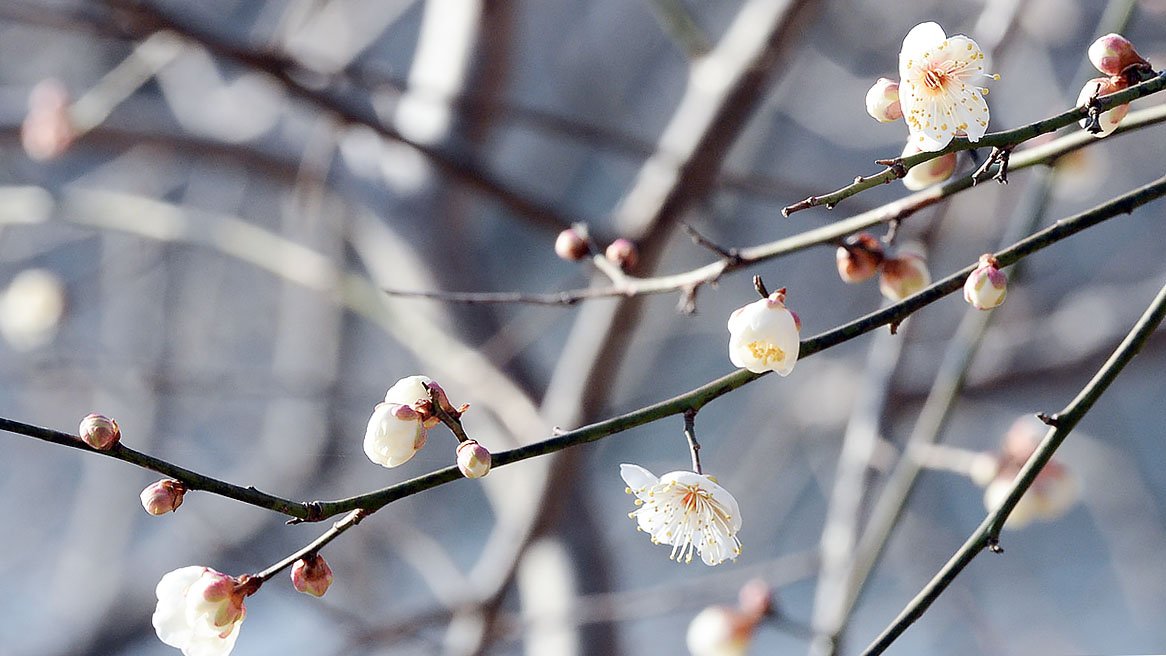 30일 오전 울산 남구 선암호수공원에서 봄의 전령사 매화가 꽃망울을 터트리고 있다. 뉴시스