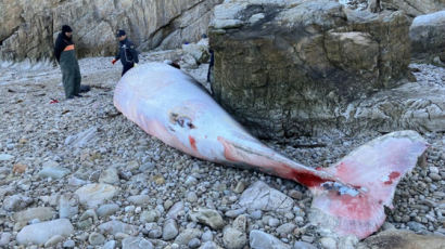 [사진] 백령도 해안서 밍크고래 사체 발견