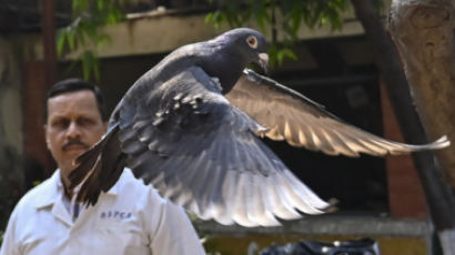 '중국 간첩'으로 의심받은 비둘기, 8개월 만에 印서 풀려나