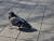 지난달 30일 낮 서울 합정역 교차로 인근을 배회하는 비둘기의 모습. 정은혜 기자
