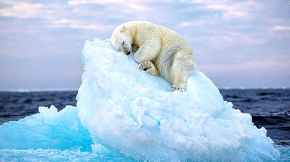 "가슴 저미고 숨 막힌다"…얼음 침대 위 북극곰의 슬픈 낮잠