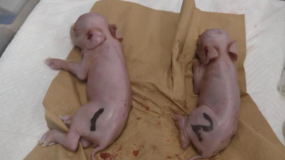 돼지 신장 인체 이식 임박? 日 대학서 유전자 조작 돼지 첫 탄생