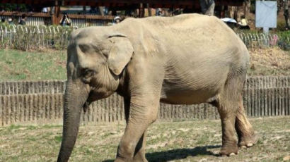 국내 최고령 코끼리 '사쿠라', 59세 노령으로 세상 떠났다