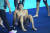 17일(한국시간) 2024 국제수영연맹 세계선수권 남자 계영 800ｍ 결선에 마지막 주자로 나서 온 힘을 쏟아부은 역영을 펼친 뒤 주저 앉은 한국 수영의 에이스 황선우. AP=연합뉴스 