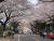지난 2021년 3월 24일 제주시 애월읍 장전리에 피어난 벚꽃. 최충일 기자
